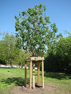 Neu gepflanzter Baum